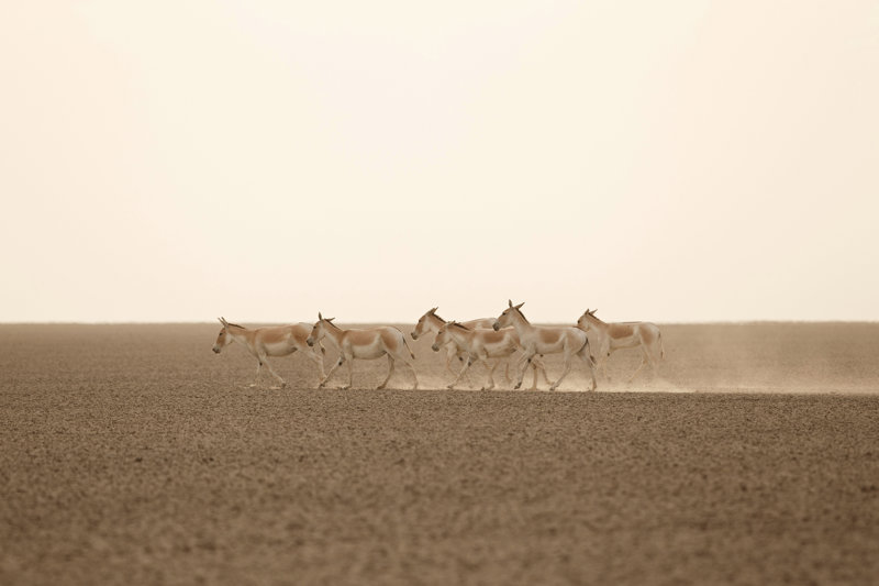 Jeep σαφάρι στο Μικρό Ραν