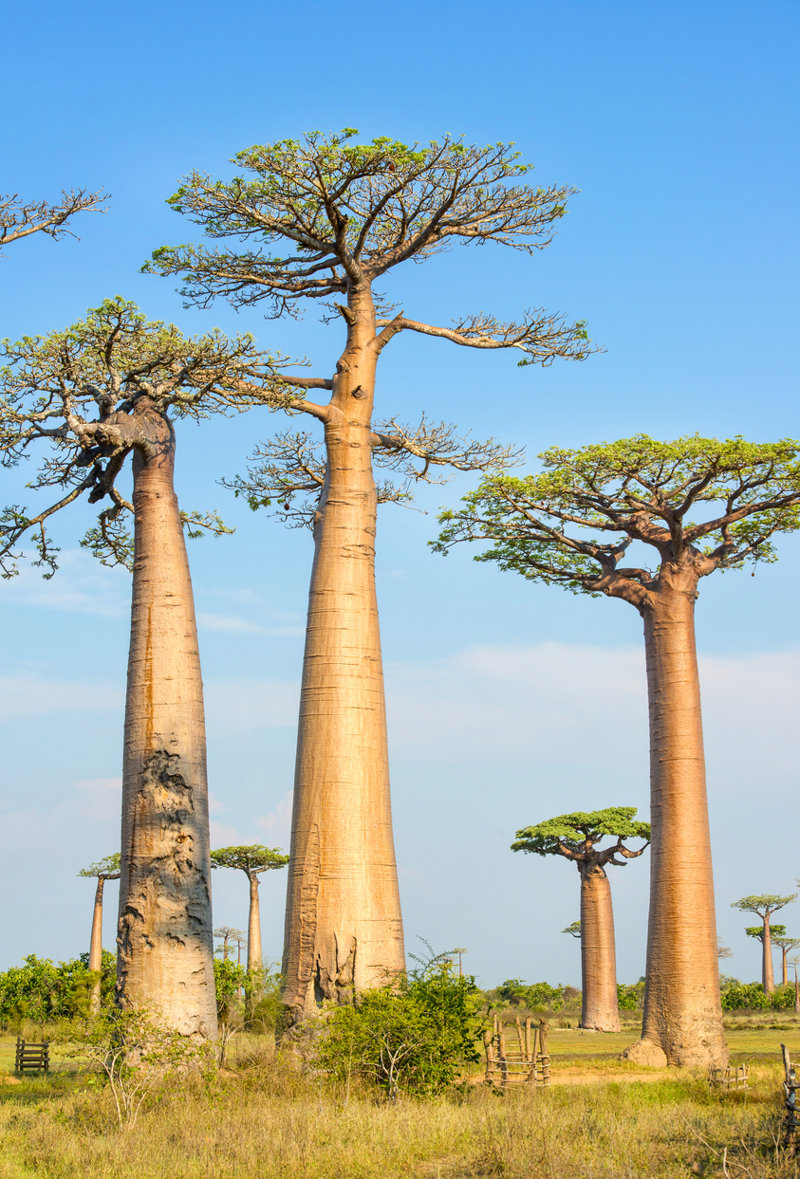 Μετρήστε το ύψος σας κάτω από ένα γιγαντιαίο μπαομπάμπ!