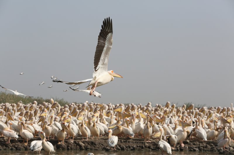 ΣΕΝ ΛΟΥΙ – ΕΘΝΙΚΟ ΠΑΡΚΟ DJOUDJ – ΣΕΝ ΛΟΥΙ (Ξενάγηση, Βόλτα με άμαξα) 