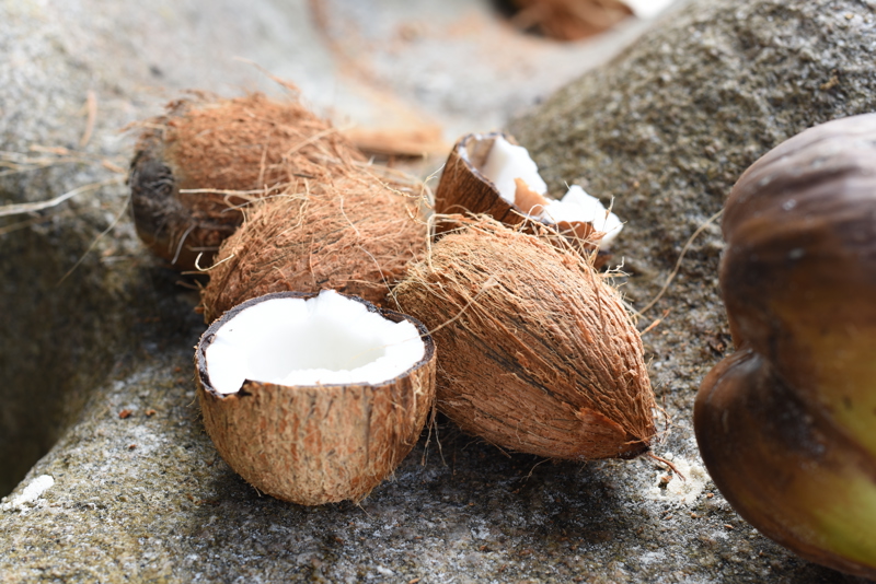 Επίσκεψη σε φυτεία καρύδας