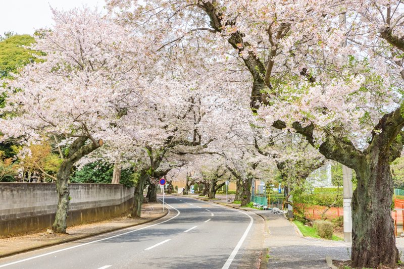 Η Σιμίζου με φόντο το περίφημο Φούτζι