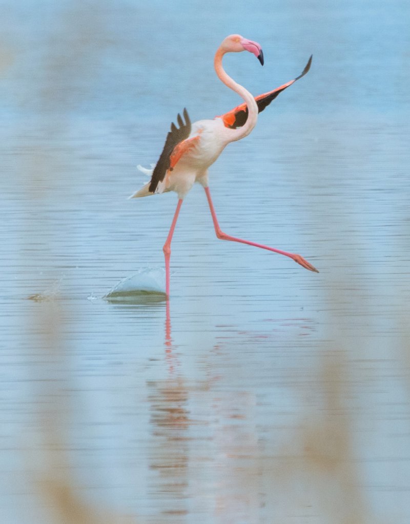 Επίσκεψη στον Υγρότοπο Βιστωνίδας και στο Πόρτο Λάγος