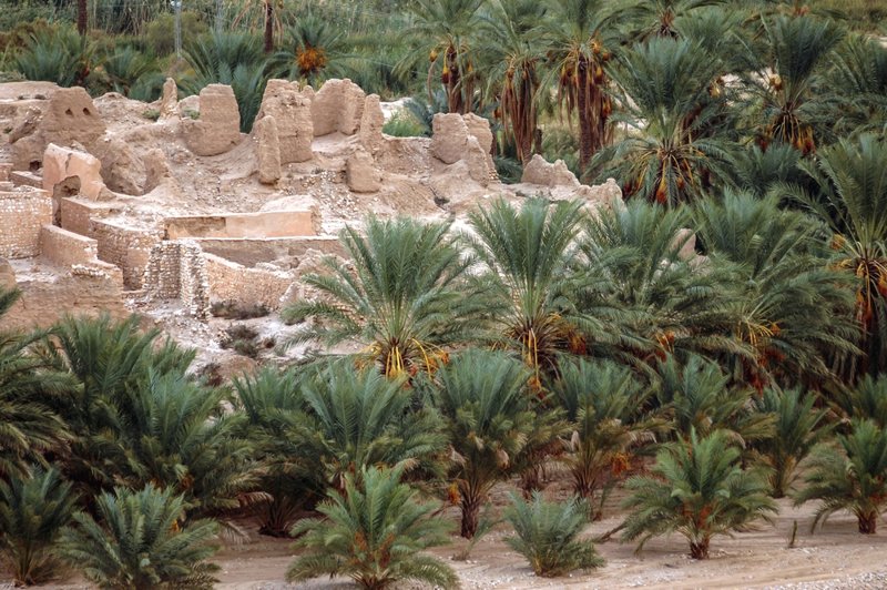 ΤΟΖΕΡ: προαιρετική εκδρομή στις οάσεις ΤΣΕΜΠΙΚΑ, ΤΑΜΕΡΖΑ & ΟΝΓΚ ΤΖΕΜΑΛ