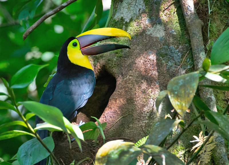 Τουκάν, Εθνικό Πάρκο Αρενάλ