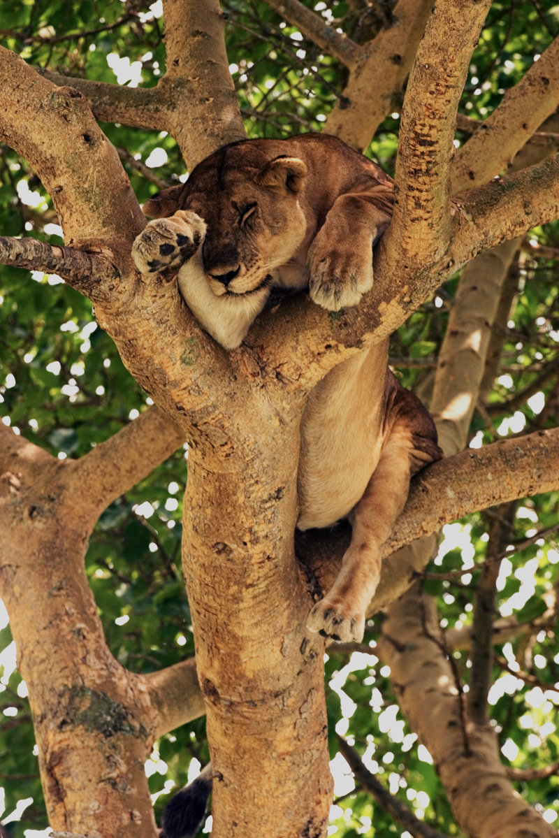 Διαμονή στο Εθνικό Πάρκο της Βασίλισσας Ελισάβετ!