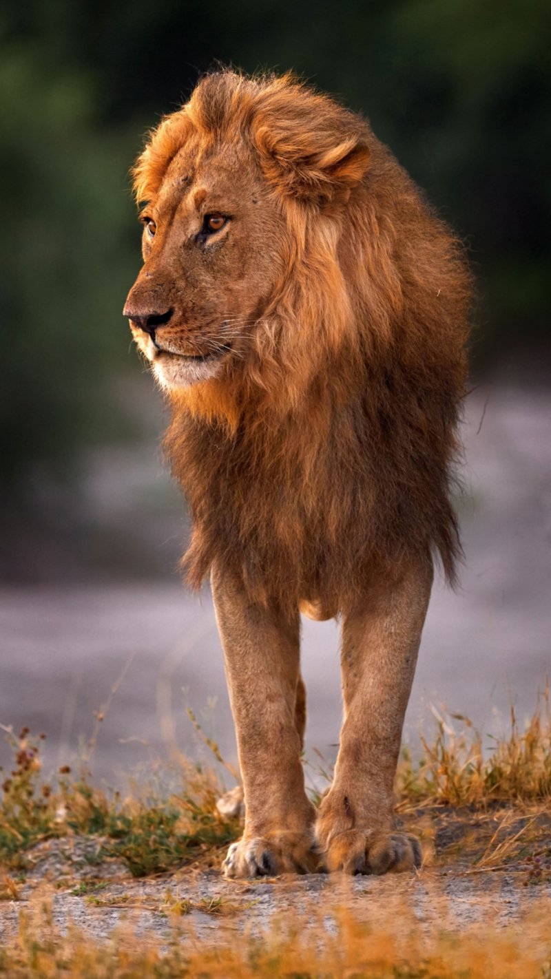 Διαμονή σε πολυτελές camping