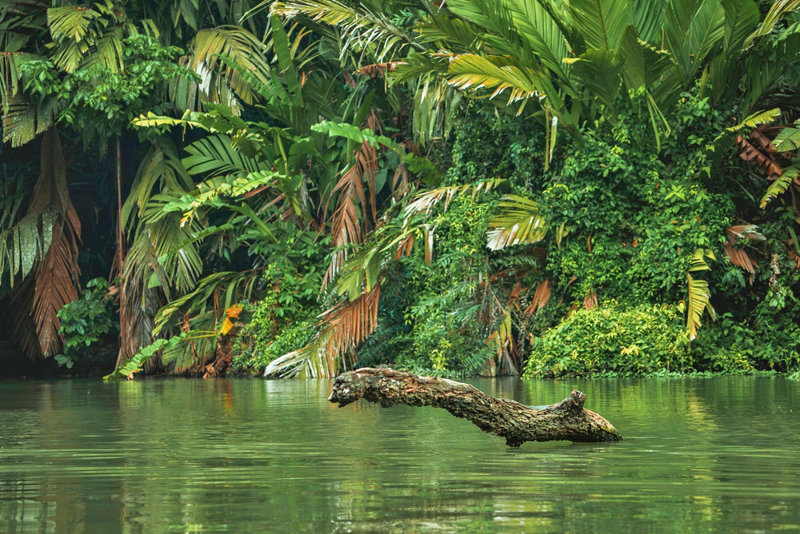 ΖΟΥΓΚΛΑ ΤΟΡΤΟΥΓΚΕΡΟ: βαρκάδα στα κανάλια 