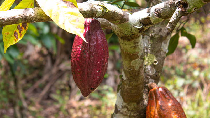 Εμπειρία γευσιγνωσίας σοκολάτας