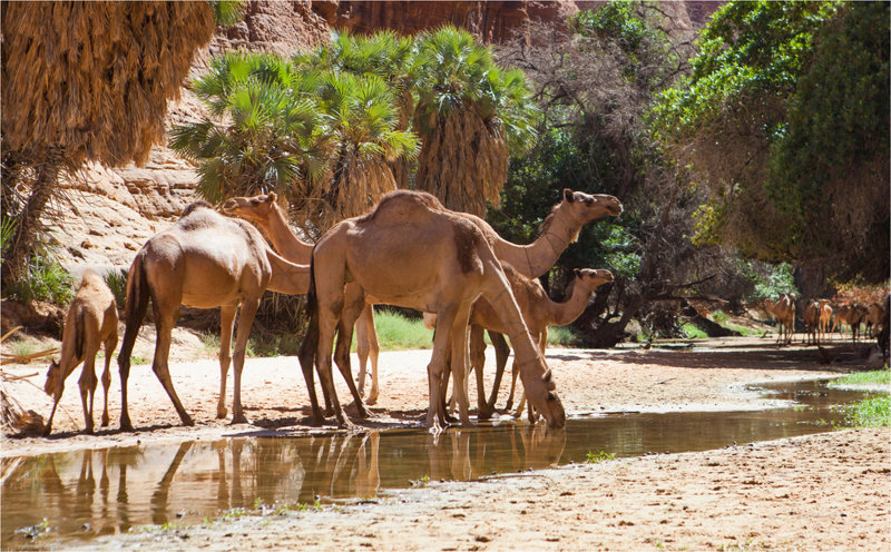 Η γκουέλτα της κοιλάδας Nohi