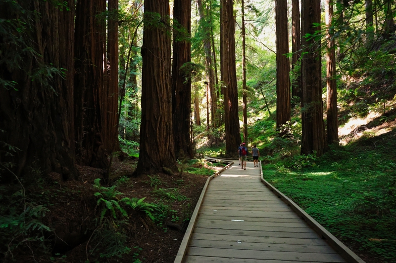 Το πάρκο Muir Woods
