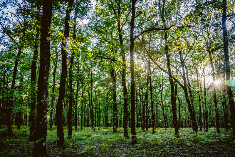 Εξερευνούμε το Δρυόδασος της Φολόης
