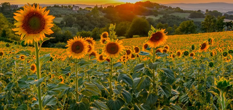 Τοπίο στην Τοσκάνη