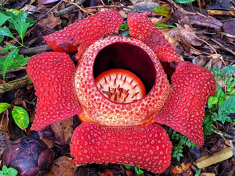Αναζητήστε το «Rafflesia»