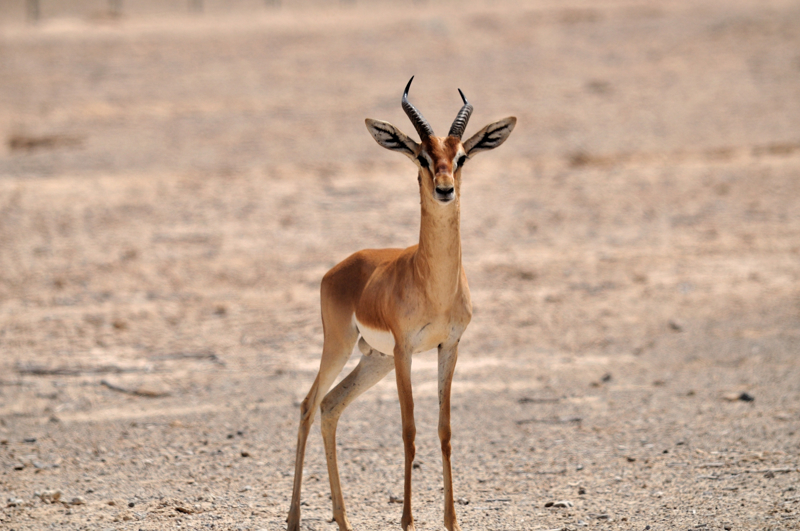 ΣΕΡ ΜΠΑΝΙ ΓΙΑΣ, ΗΝΩΜΕΝΑ ΑΡΑΒΙΚΑ ΕΜΙΡΑΤΑ