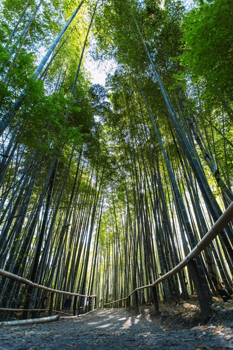 Bamboo Forest, Kyoto