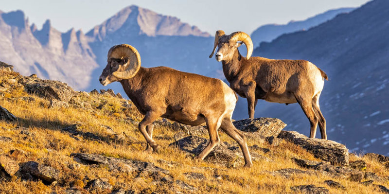 Βραχώδη Όρη