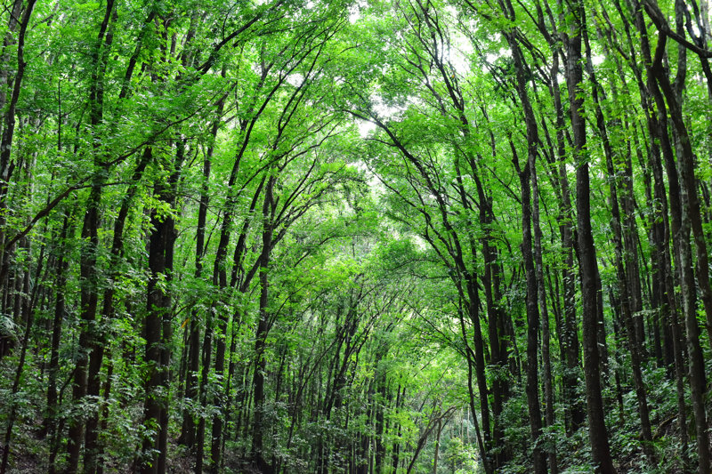 Επίσκεψη στο Mahogany Forest