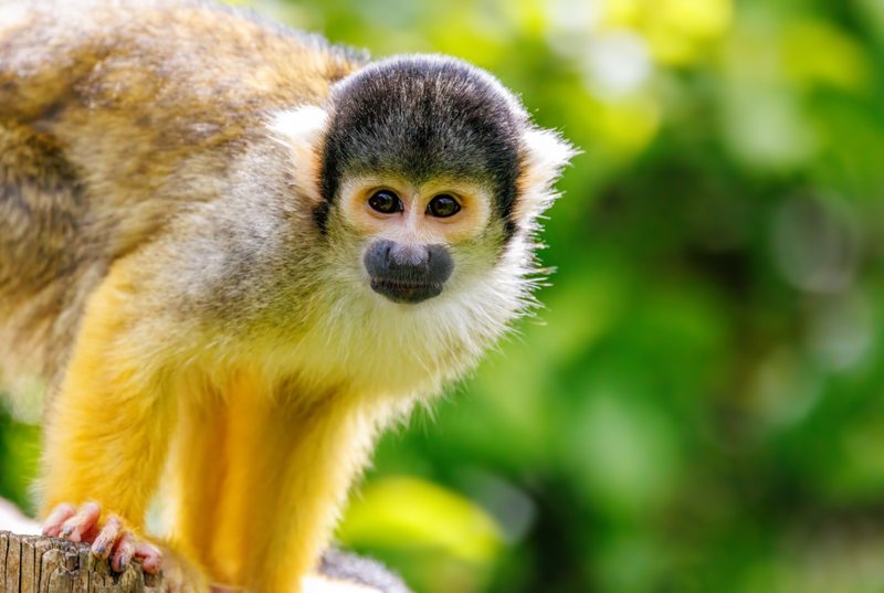 Περουβιανή Αμαζονία 