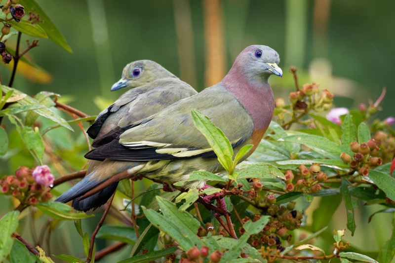 ΣΑΪΓΚΟΝ – ΤΟΥΝΕΛ ΚΟΥ ΤΣΙ – ΣΑΪΓΚΟΝ (2η ξενάγηση) – πτήση για ΧΟΥΕ