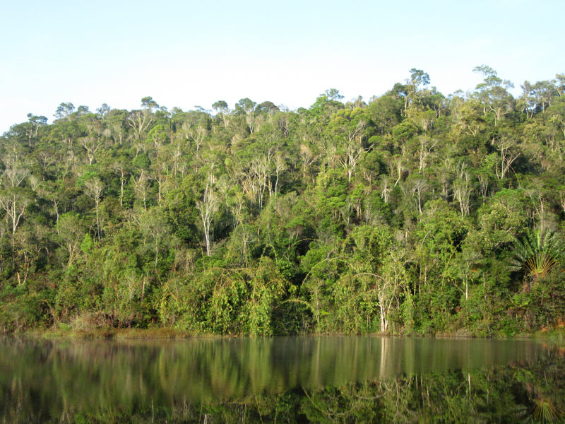 ΔΑΣΟΣ ΠΕΡΙΝΕ
