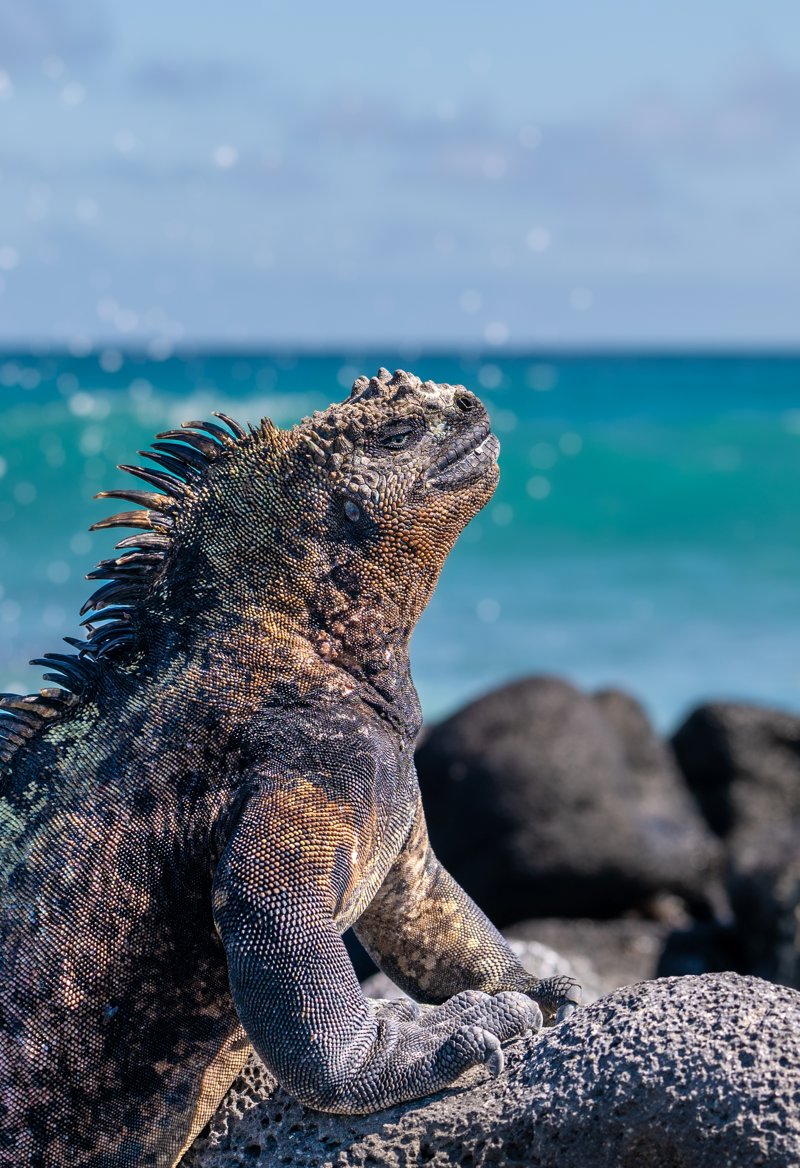 Τρείς διανυκτερεύσεις στα Γκαλαπάγκος