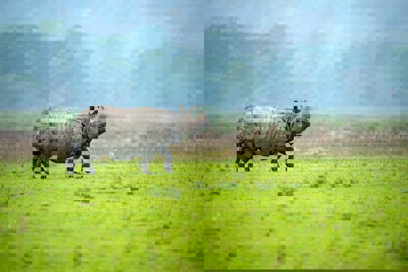 Εθνικό Πάρκο Καζιράνγκα