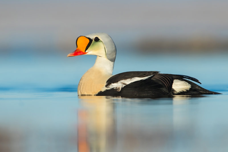 King Eider, Αλάσκα  